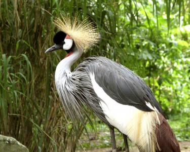 crane